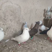 کفتر|پرنده|چمران, |دیوار