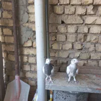 کبوتر اصفهانی پر