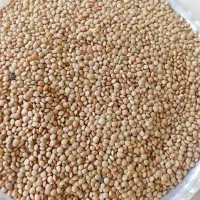 عدس|خوردنی و آشامیدنی|بروجرد, |دیوار