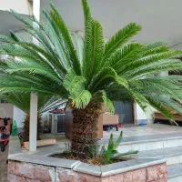 سیکاس بیست ساله داخل گلدان