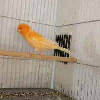دو تا قناری نر معاوضه با سهره