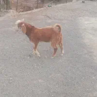 پاچن چاق سرحال