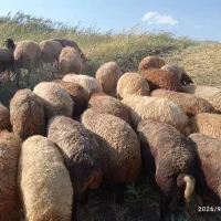 گوسفندجوان