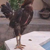 مرغ و خروس لاری