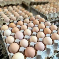 تخم مرغ محلی نطفه دار نژاد گلپایگانی