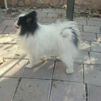 پامرانی خرسی عروسکی