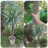 یوکا تنه دار ریشه پرس