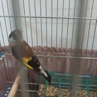 سهره با قفس محکم و نو
