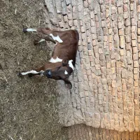گوساله ماده
