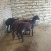 گوسفند