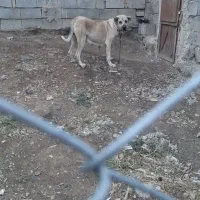 ....|سگ|کلیبر, |دیوار