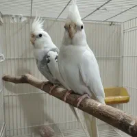 جفت مولد عروس هلندی و جوجه عروس تازه دونه خور