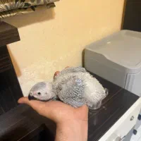 جوجه کاسکو ۳۵ روزه