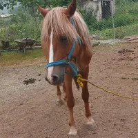 فروش اسب نر