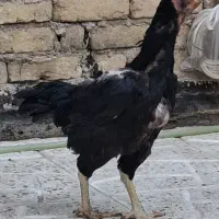 مرغ لاری اصیل