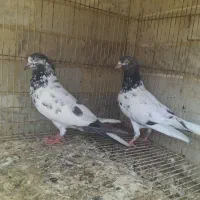 کبوترتیدی چشم ونوک سفید