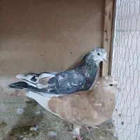 کبوتر