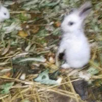 خرگوش|موش و خرگوش|نهاوند, |دیوار