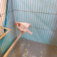 فنچ کینگ دو جفت