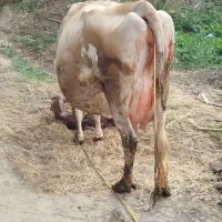 گاو.  جرزی اصیل