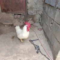 خروس