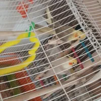 عروس با قفس