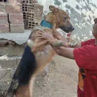 ژرمن شپرد اصیل فروش