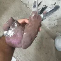 کبوتر سرخ