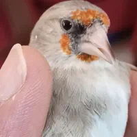 ماده سهره مست