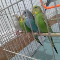 مرغ عشق|پرنده|کارون, |دیوار