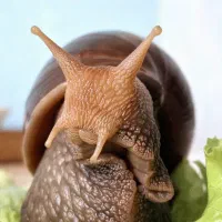 حلزون مارژیناتا