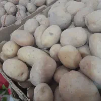 سیب زمینی برج دشتو کیلوی ۲۶