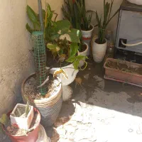 فروش گل آپارتمانی