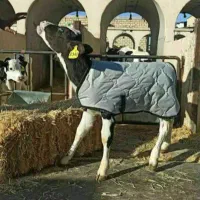 کارگر گاوداری ایرانی و اتباع