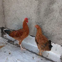 مرغ خروس محلی