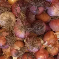 پیاز تازه