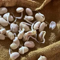 سویا رقم آرین