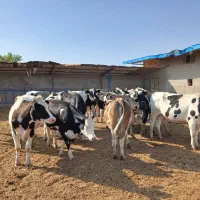 تلیسه گاو گوساله