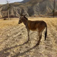 یک عددنرخرسالم وهیکلی ودرشت فروشی است