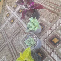 ۴ عدد گل ۲۰۰هزار تومان