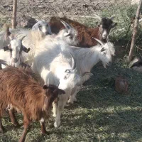کرع