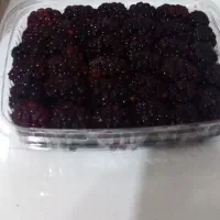 شاتوت بسته بندی شده