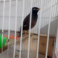 مرغ مینا سخنگو کام سیاه