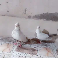 کبوتر عتیقه