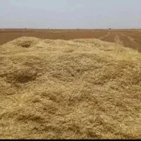 کاه