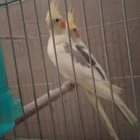 عروس مولد