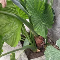 گل بابا آدم