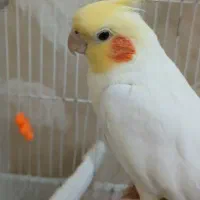 عروس هلندی لوتینو سخنگو رام و کشیده