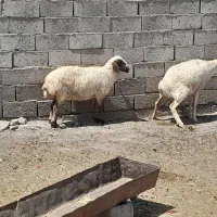 میش