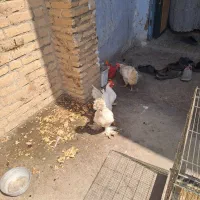 مرغ و خروس